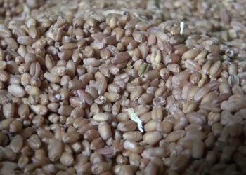 India bans wheat export- not a concern for now