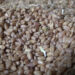 India bans wheat export- not a concern for now