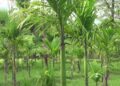 Farmers shift focus on growing areca nut in Lhamoi Dzingkha Gewog