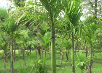 Farmers shift focus on growing areca nut in Lhamoi Dzingkha Gewog