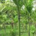 Farmers shift focus on growing areca nut in Lhamoi Dzingkha Gewog