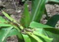 Armyworm creates havoc among farmers in Sakteng Gewog