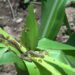 Armyworm creates havoc among farmers in Sakteng Gewog