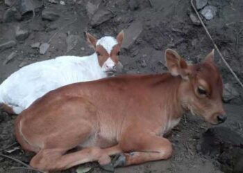 Leopard kills a calf close to settlement in Langthil- Trongsa