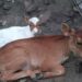 Leopard kills a calf close to settlement in Langthil- Trongsa