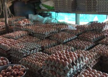 Monsoon, another adversary of poultry farmers- P/Gatshel