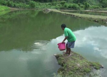 Tsirang’s first mega commercial fishery farm to produce seven tons of fish by September