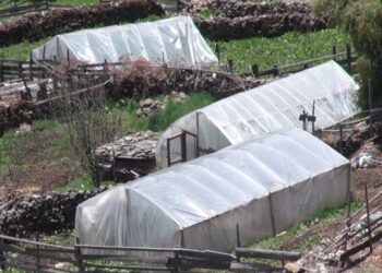 Merak self-sufficient in vegetables through greenhouse farming 