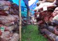 Tons of ginger rotting at the FCBL temporary depot in Pantang- Zhemgang