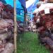 Tons of ginger rotting at the FCBL temporary depot in Pantang- Zhemgang