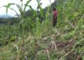 Wild animal menace worries farmers in Pema Gatshel