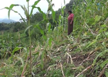 Wild animal menace worries farmers in Pema Gatshel