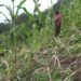 Wild animal menace worries farmers in Pema Gatshel