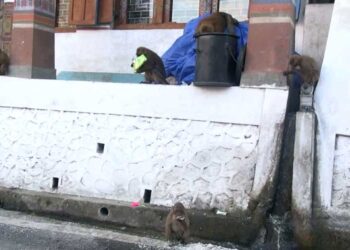 Residents seek action to end monkey menace, Trongsa