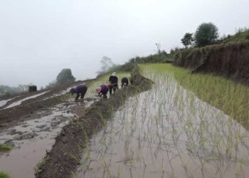Timely rain helps paddy growers in Zhemgang