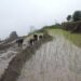 Timely rain helps paddy growers in Zhemgang