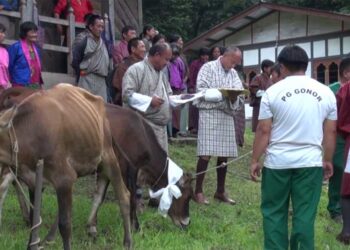High-breed cattle to boost income for Khenadrang residents