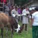 High-breed cattle to boost income for Khenadrang residents