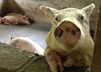 More youth taking up pig farming in Zhemgang