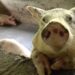 More youth taking up pig farming in Zhemgang