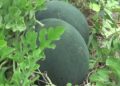 More farmers taking up commercial watermelon farming, Punakha