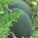 More farmers taking up commercial watermelon farming, Punakha