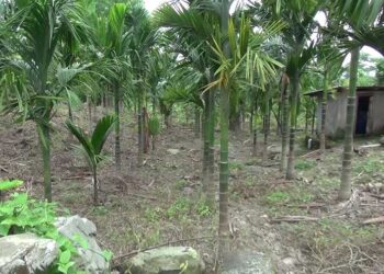 Need for areca nut de-husking machine- Tenzinwama in Pema Gatshel