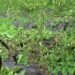 Gamung and Shali farmers fear losing income to chilli blight
