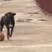 Dog bite cases continue to be a menace despite population control efforts