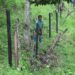 Electric fencing wooden posts replaced by plastic posts for better durability- Tsirang