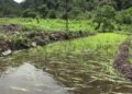 Farmers worry of paddy fields getting damaged due to excess irrigation water