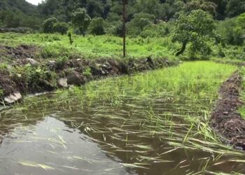 Farmers worry of paddy fields getting damaged due to excess irrigation water