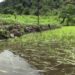 Farmers worry of paddy fields getting damaged due to excess irrigation water
