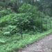 Farmers of Borangmo want electric fencing to ward off wild animals- Pema Gatshel