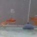 First licensed private ornamental fish farmer- Samtse