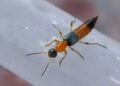 More than 300 cases of Nairobi Fly infection detected in P/ling and Samtse