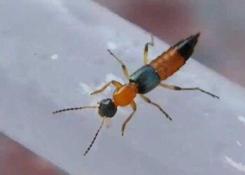 More than 300 cases of Nairobi Fly infection detected in P/ling and Samtse