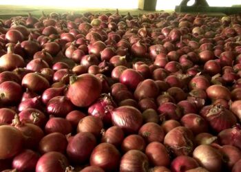 Onion production picks up in Trongsa