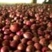 Onion production picks up in Trongsa
