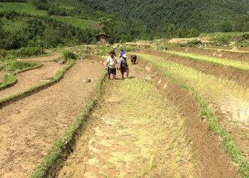 Dry weather over last few weeks affect farmers- Trongsa