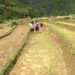 Dry weather over last few weeks affect farmers- Trongsa