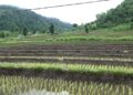 Farmers in Jangchhubling begin paddy transplantation on a slow note- Sarpang