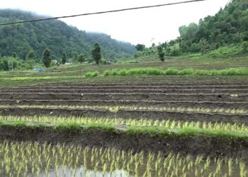 Farmers in Jangchhubling begin paddy transplantation on a slow note- Sarpang