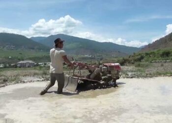 FMCL’s regional office in Bajo faces shortage of power tillers in peak paddy transplantation season