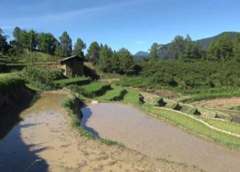 Dry weather worries rice growers in Trong village