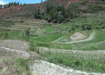 Hot weather and shortage of irrigation water hamper paddy transplantation- Wangdue