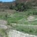 Hot weather and shortage of irrigation water hamper paddy transplantation- Wangdue