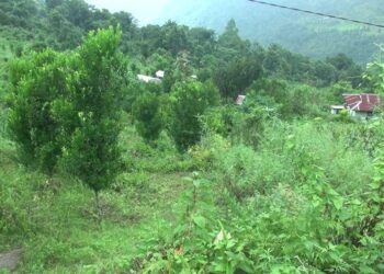 Farm road, a much awaited dream for Dzamlingzor residents