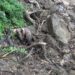 Laishingri people worried after losing their water pump to landslide- P/Gatshel