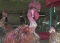 Preserving the native birds – Tsirang